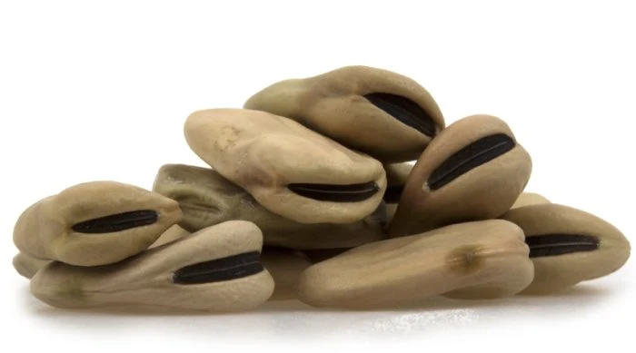 Fava Beans (Giant)