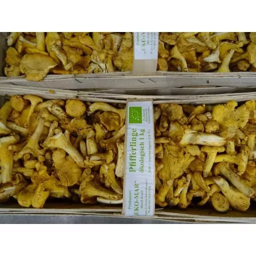 Økologiske Kantareller - 100G - Polen