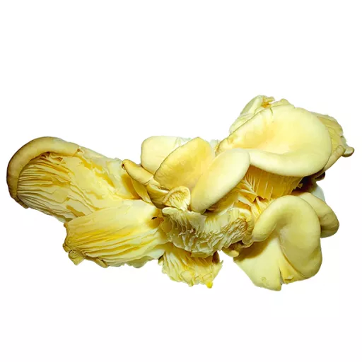 Biodynamiske Østershatte - 100G - Tyskland - Uge 36 2026
