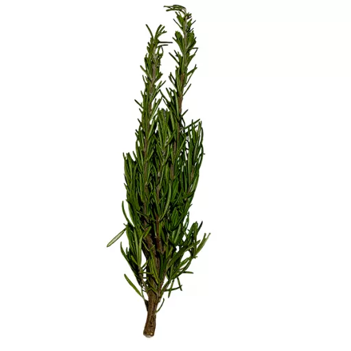 Biodynamisk Rosmarin - 1 Bdt - Tyskland