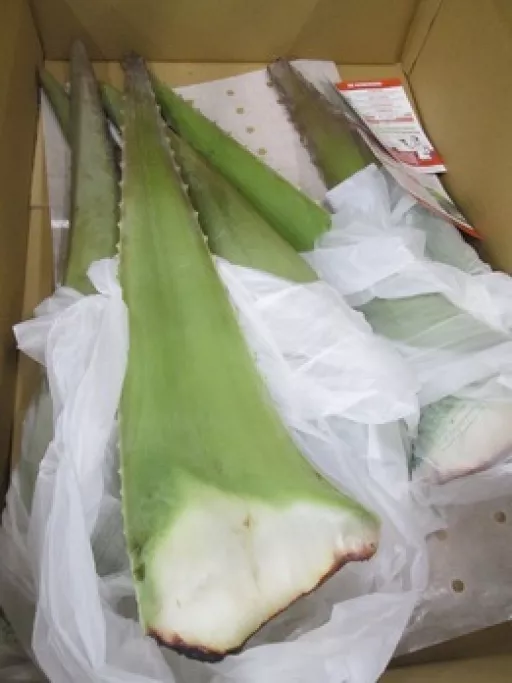 Økologisk Frisk Aloe Vera - 100G - Spanien - Uge 36 2026