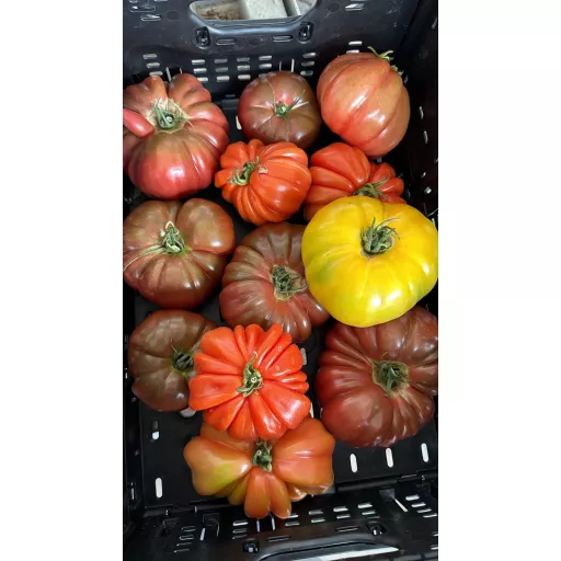 Økologiske Heirloom Tomater Mix - 100G - Tyskland