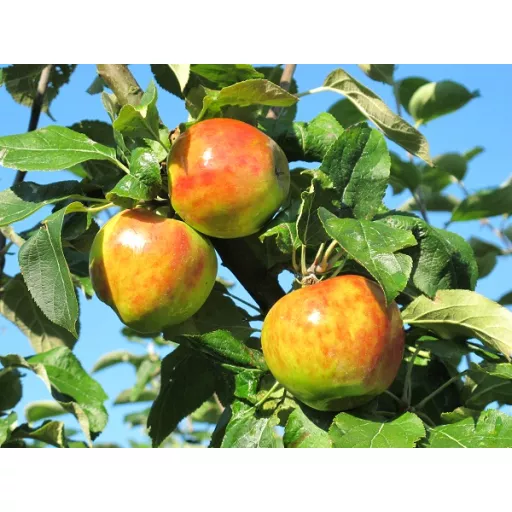 Økologiske Æbler 'Holsteiner Cox' - 100G - Tyskland - Uge 37 2026