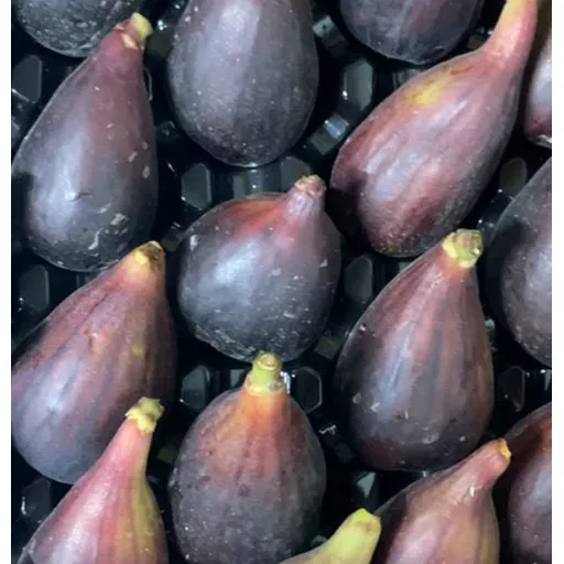 Økologiske Sorte Figner - 100G - Spanien - Uge 36 2026