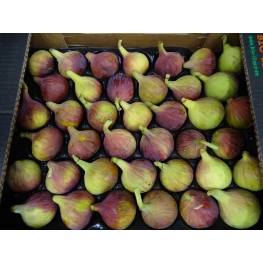 Biodynamiske Figner Blå-Grønne - 100G - Grækenland