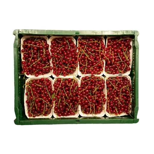 Økologiske Ribs - 250G - Tyskland - Uge 36 2026