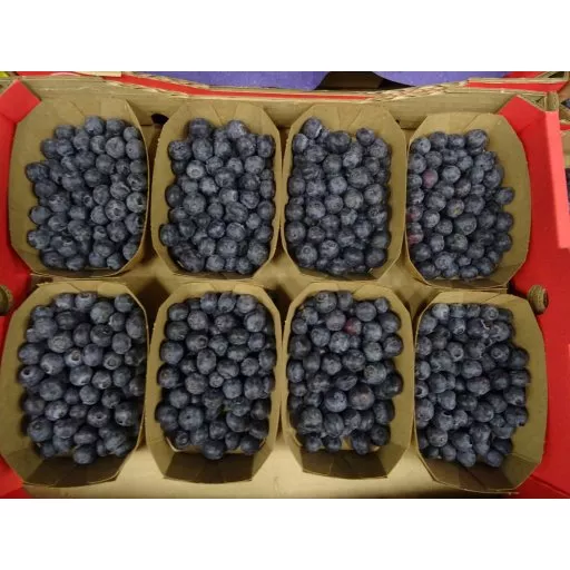 Biodynamiske Blåbær - 250G - Tyskland - Uge 36 2026