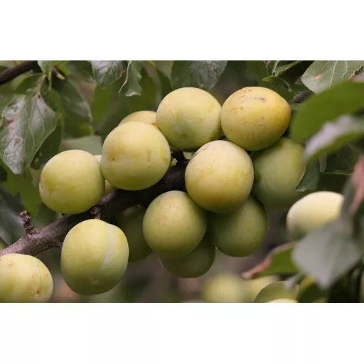 Økologiske Blommer 'Reine Claude' - 100G - Tyskland