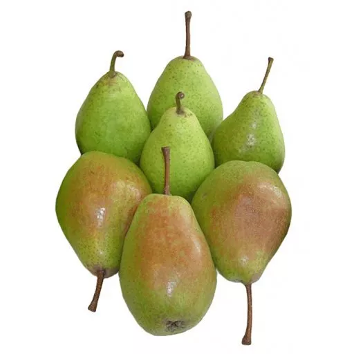 Økologiske Pærer 'Clapps' - 100G - Tyskland