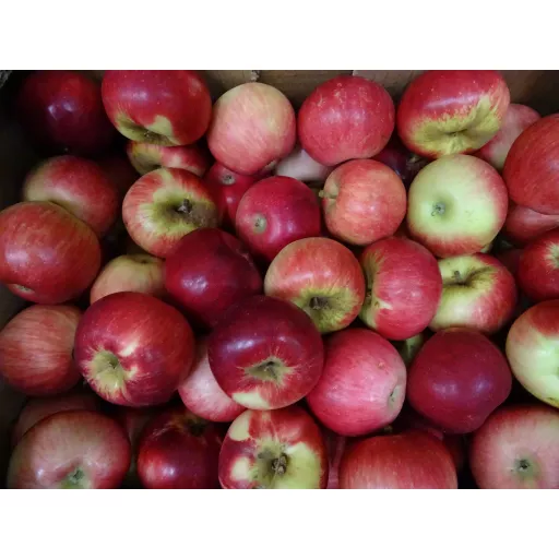 Biodynamiske Nye Æbler 'Akane' - 100G - Frankrig - Uge 36 2026