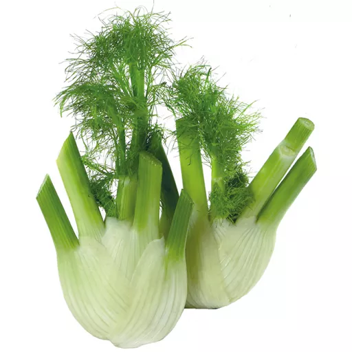 Biodynamisk Fennikel - 100G - Tyskland - Uge 36 2026