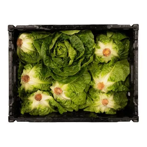 Økologisk Mini Romainesalat - 1 Stk - Tyskland - Uge 36 2026