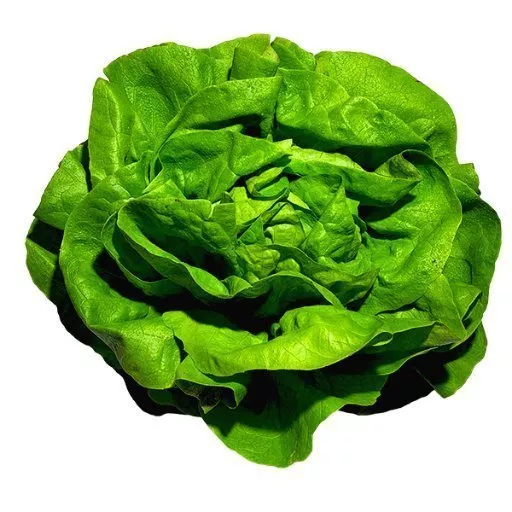 Økologisk Hovedsalat - 1 Stk - Tyskland - Uge 36 2026