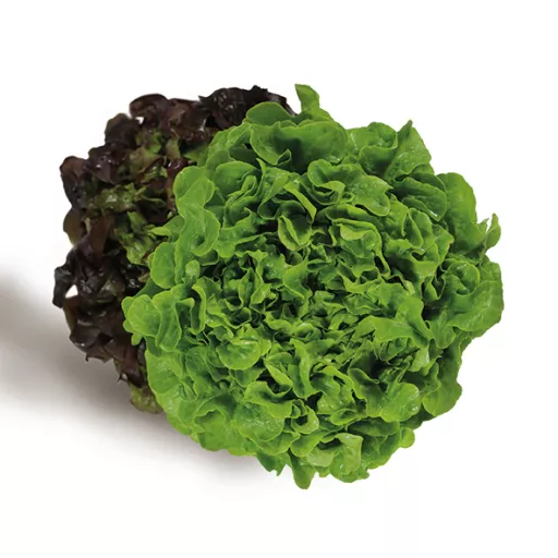 Økologiske Salat Salanova - 1 Stk - Tyskland