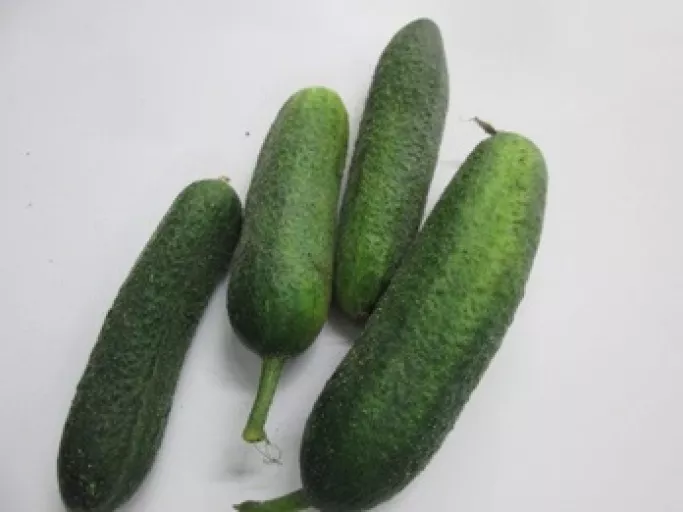 Økologiske Sylte Agurker - 100G - Tyskland