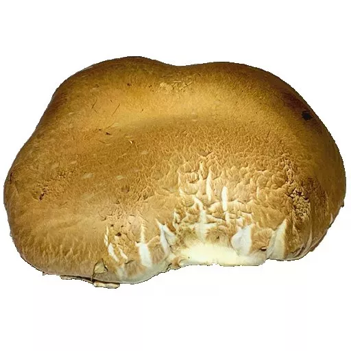 Økologiske Portabello - 100G - Tyskland