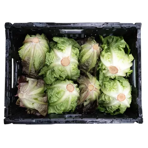 Biodynamisk Romaine Salat - 1 Stk - Tyskland