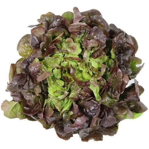 Biodynamisk Rød Egeblad Salat - 1 Stk - Tyskland