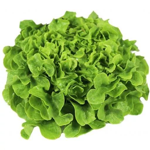 Biodynamisk Egeblad Salat - 1 Stk - Tyskland
