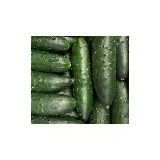 Økologiske Landagurker - 100G - Italien
