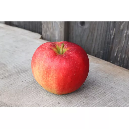 Biodynamiske Æbler Elstar Rød - 100G - Tyskland